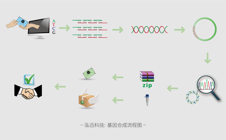 基因合成