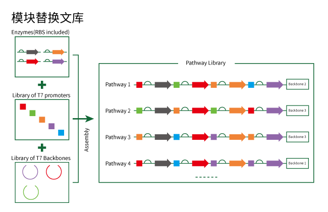 九游会J9科技在基因文库合成服务方面包括模块替换文库